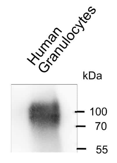 CEACAM6 CD66c Antibody 1H7 4B BSA Free NBP2 54626 Novus Biologicals