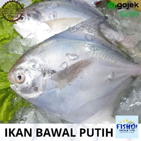 Jual Ikan Bawal Putih Fresh Frozen Shopee Indonesia