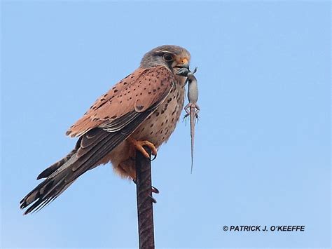 Raw Birds EURASIAN KESTREL Male Falco Tinnunculus Subspecies F T