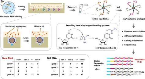 真时动态，尽在掌握！well Temp Seq单细胞动态转录组测序 知乎