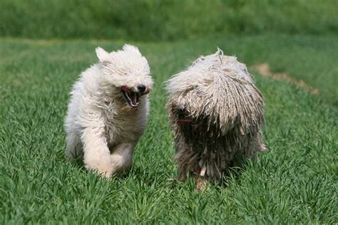 Komondor Dog Breed Information