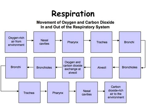 Respiratory System Flow Chart Ponasa