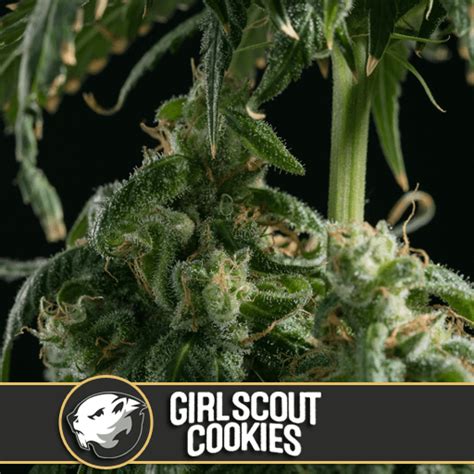 Buy Girl Scout Cookies Feminised Seeds by BlimBurn Seeds - Intl ...