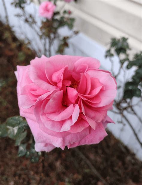 FIRST OF THE SEASON'S ROSES 🌹 : r/gardening