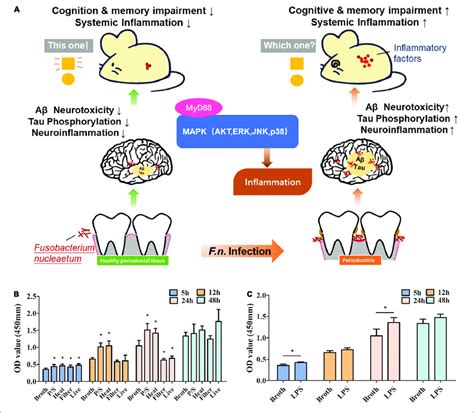 The Roles Of F Nucleatum In Promoting Proliferation Of Microglia In