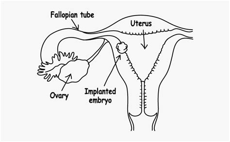 Embryo Implantation - Implantation Of Embryo Diagram, HD Png Download ...