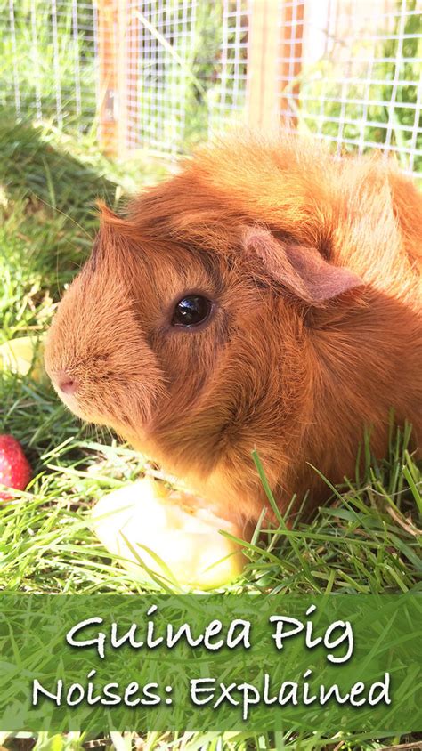 Guinea Pig Sounds And Their Meanings A Guide To Guinea Pig Noises