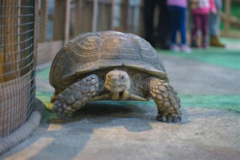 Tortuga De Mar En La Hierba Que Come La Comida Imagen De Archivo