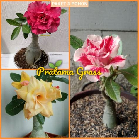 Paket Tanaman Adenium Bunga Tumpuk Tanaman Hias Adenium Tanaman