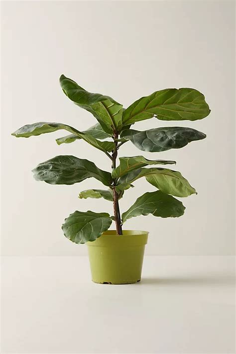 Fiddle Leaf Fig Plant | Terrain