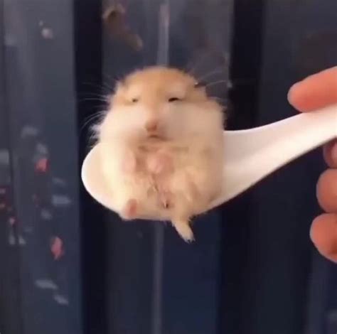 Time To Take In The Weekly Dose Of Cute In Funny Hamsters