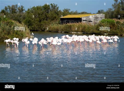 Flock Of Flamingos In Regional Nature Park Of The Camargue France