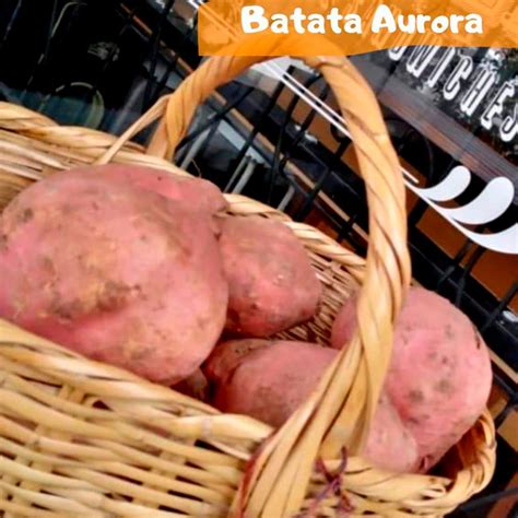 Batata Aurora Mr Batata Colombia