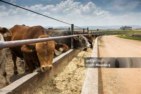 Cattle Feed From A Trough In Their Pen At The Karan Beef Ltd Feedlot News Photo Getty Images