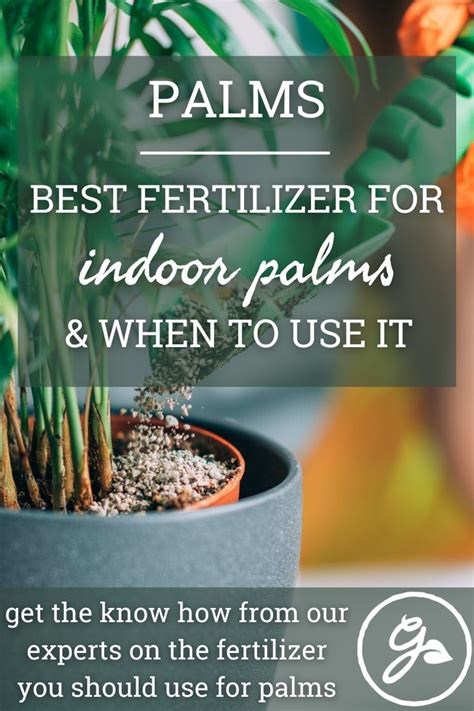 A Potted Plant With The Words Palms Best Fertilizer For Indoor Palms And When To Use It