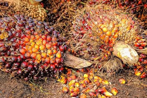 Daerah Di Sulawesi Tenggara Ini Jadi Penghasil Kelapa Sawit No