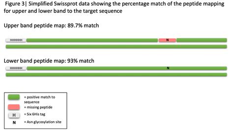 Using Peptide Mapping To Reveal Glycosylated And Non-Glycosylated ...