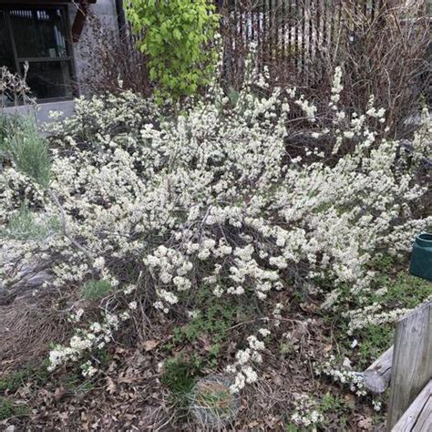 Western Sand Cherry Prunus Pumila Var Besseyi Pawnee Buttes