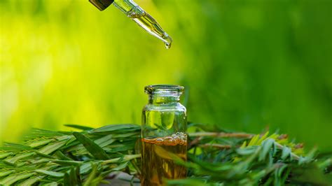 Descubre los beneficios del aceite esencial de árbol de té Farmacia