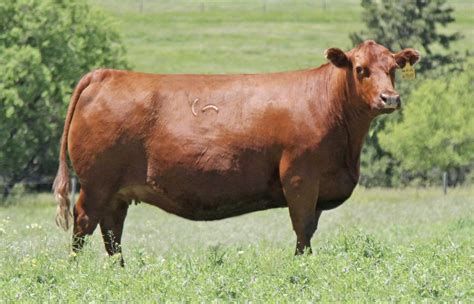 Red Angus Embryos For Sale Sb10 2228 Sire Buyer