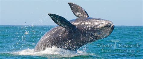 Whale Watching | Whale Research EcoExcursions