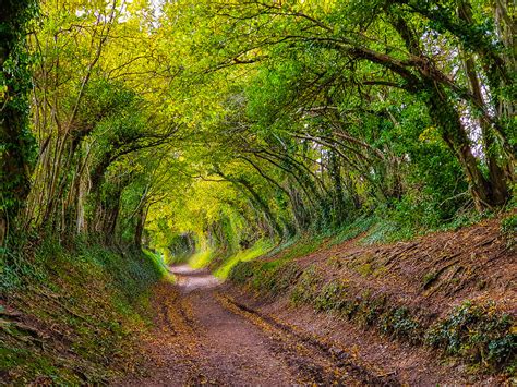 Halnaker Tree Tunnel At Ganantonellablog Blog