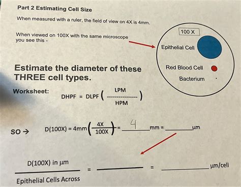 Solved Part Estimating Cell Sizewhen Measured With A Chegg