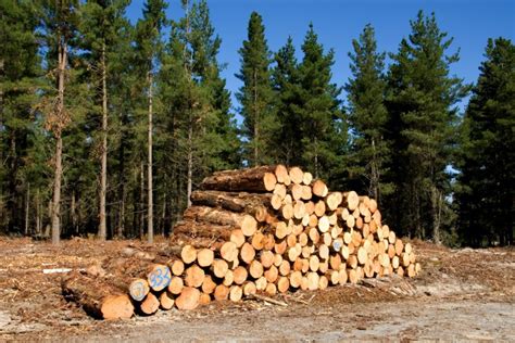 El Uso De Madera De Pino Radiata Como Alternativa Sostenible