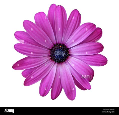 Flower of African daisy Stock Photo - Alamy