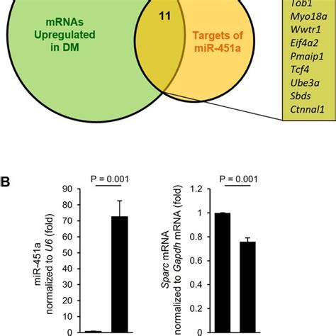 Identification Of Mir 451a Targets In Muscle Cells A Venn Diagram