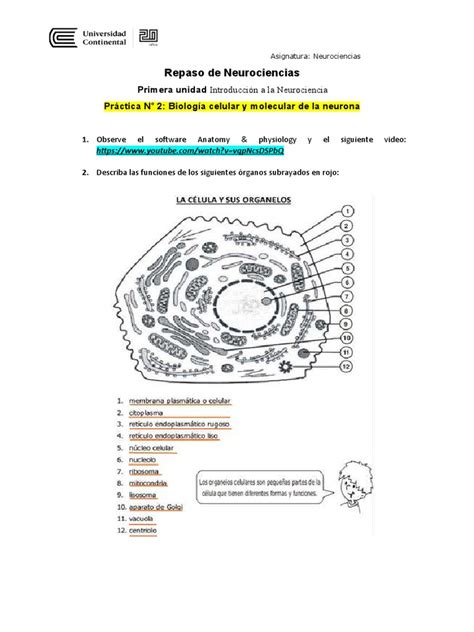 Repaso De La Semana 2 Biología Celular Y Molecular De La Neurona Pdf Citoplasma Biología