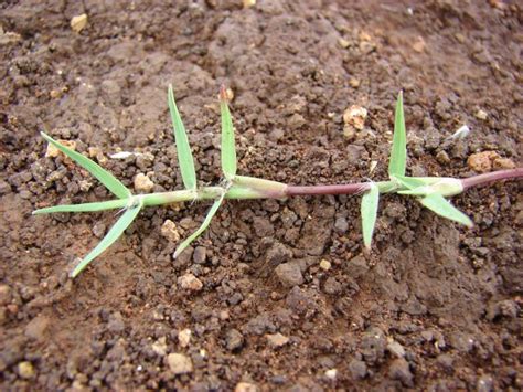 Bermuda Grass Cynodon Dactylon Feedipedia