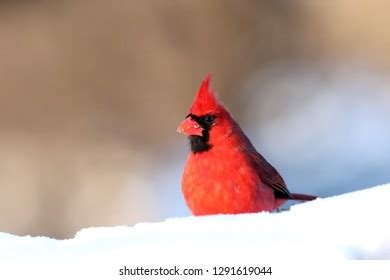 Male Northern Cardinal Stock Photo 1291619044 | Shutterstock