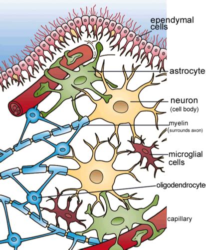 Chapitre Les Cellules Du Syst Me Nerveux Partie Les Cellules