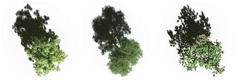 Premium Photo Tree With A Shadow Under It Top View Isolated On