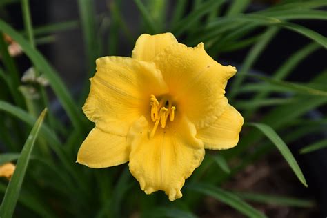 Stella De Oro Daylily Ever Blooming Gold Flowers