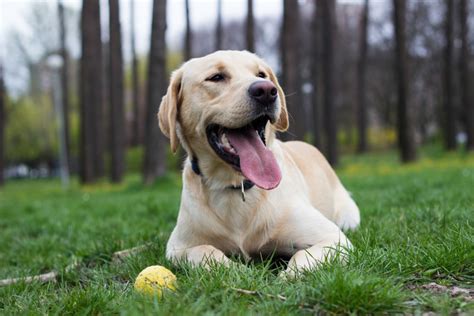 Respiro Affannoso Del Cane Tutte Le Cause Possibili