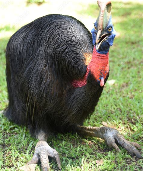 The Northern Cassowary Casuarius Unappendiculatus Also Known As The One Wattled Cassowary