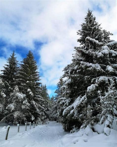 Randonn Es En Raquettes Faire En Auvergne Rh Ne Alpes