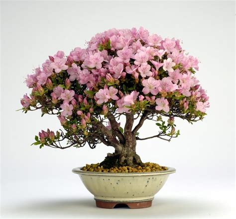 Azalea Bonsai Tree