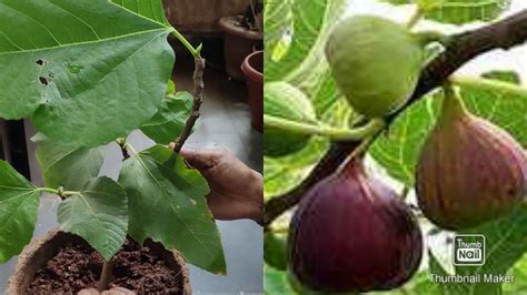 How To Grow Fig Anjeer Plant At Home Easily