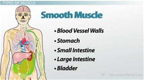 Smooth Muscles Examples