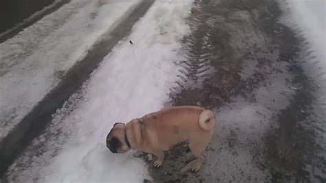 Pug Meets Ice Youtube