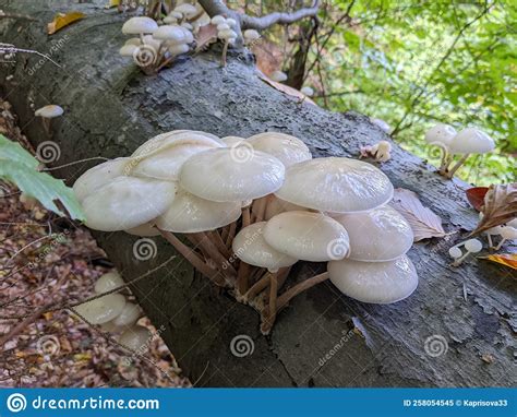 Porcelain Mushrooms Oudemansiella Mucida On A Oak Log In A Forest In