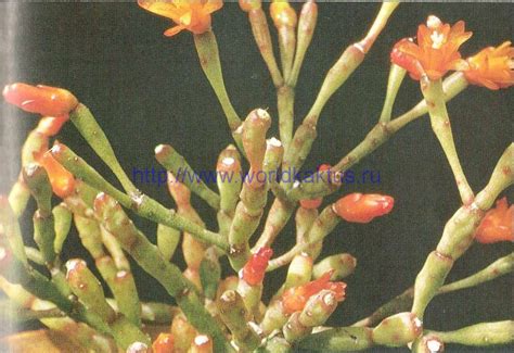 Мир кактусов » Blog Archive » HATIORA SALICORNIOIDES (Хатиора ...