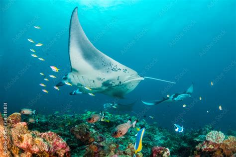 Manta ray swimming gracefully in clear blue water Stock Photo | Adobe Stock