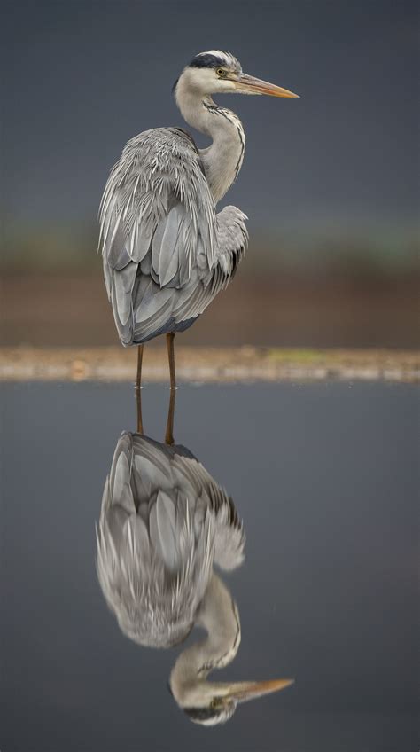 Grey Heron Owen Deutsch Photography