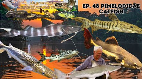 Life In Amazon Ep. 48: Pimelodidae Catfish - YouTube