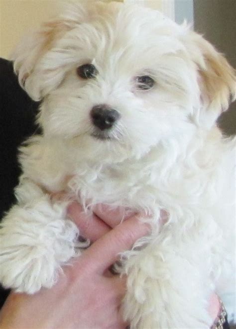 Havapoo (Havanese Poodle Mix) | Dog Info, Temperament, Puppies & Pics