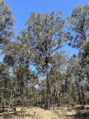 Broad Leaved Red Ironbark Eucalyptus Fibrosa · Inaturalist Australia